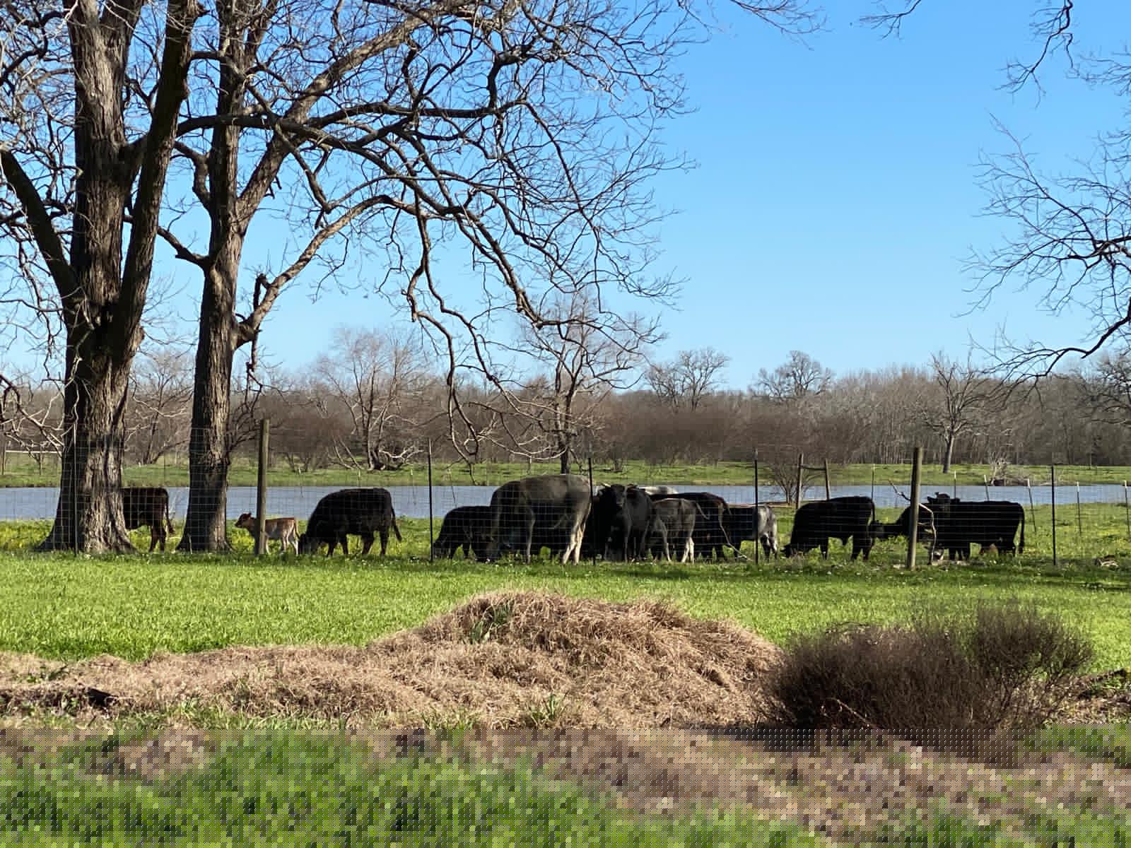 Bethel Revival Ranch