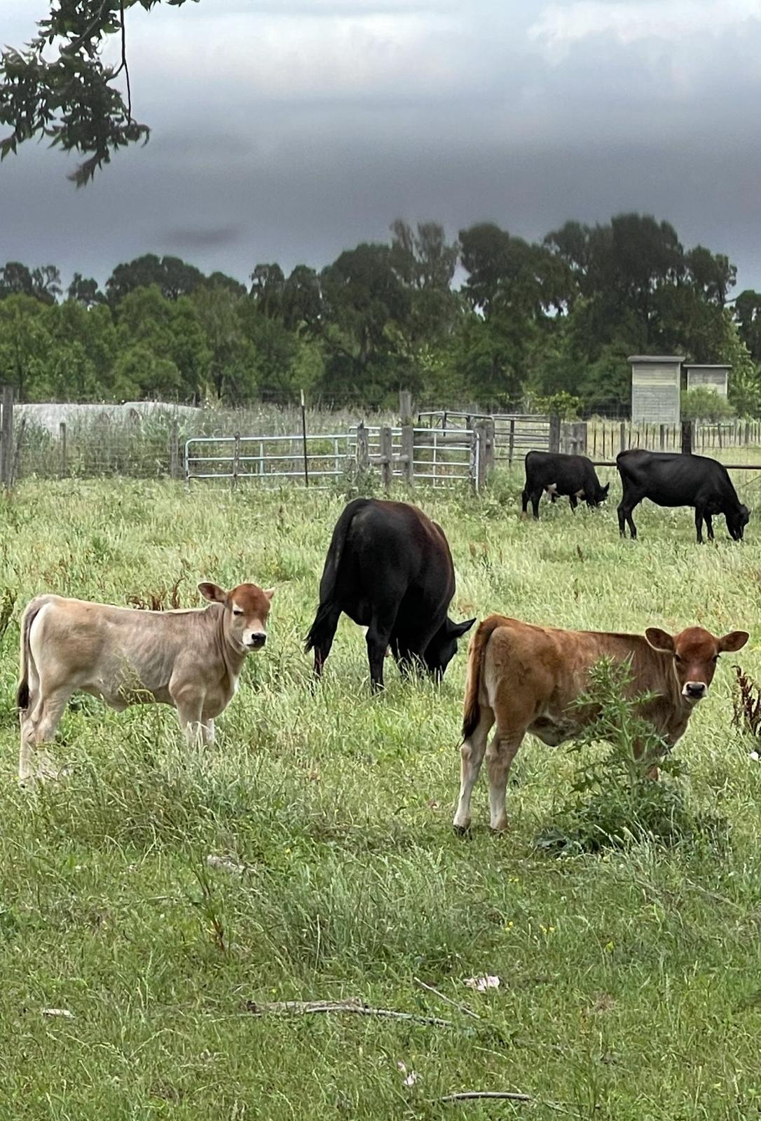 Bethel Revival Ranch